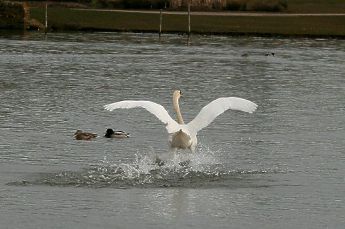 Mute Swan.