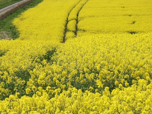 Oil seed rape