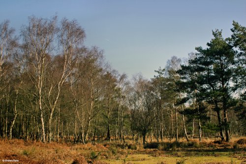 Arne Nature Reserve, Dorset.