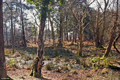 Arne Nature Reserve, Dorset