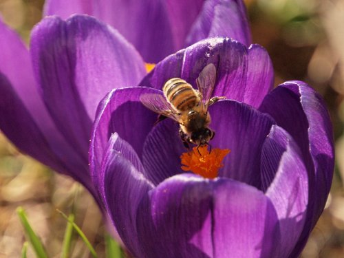 Bee on a crocus in my garden. Steeple Claydon, Bucks
