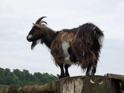 Longleat Sentinel