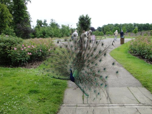 Welcoming peacock