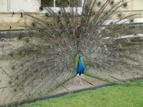 Another peacock showing off