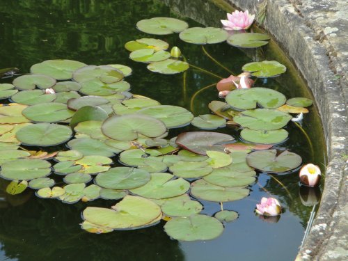 Water-lilly at Castle Howard gardens