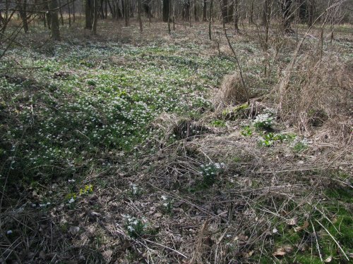 Snowdrops by the Churchyard