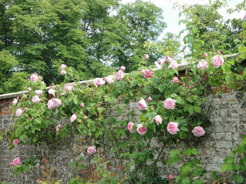 Roses at Castle Howard gardens