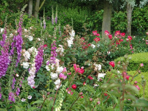 Foxgloves and peonies at Castle Howard gardens