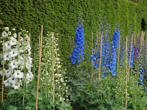 Larkspurs at Castle Howard gardens