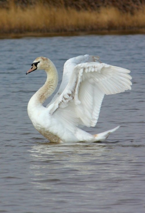 Mute swan pen