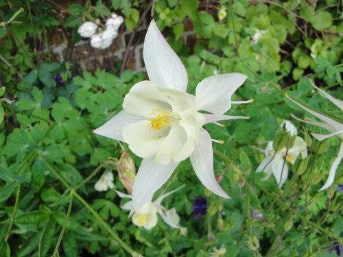 Columbine (?) at Belton House gardens