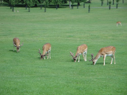 Fallow deer at Burghley