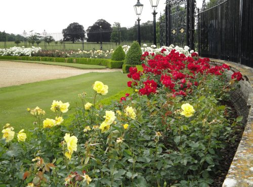 Rose border at Burghley