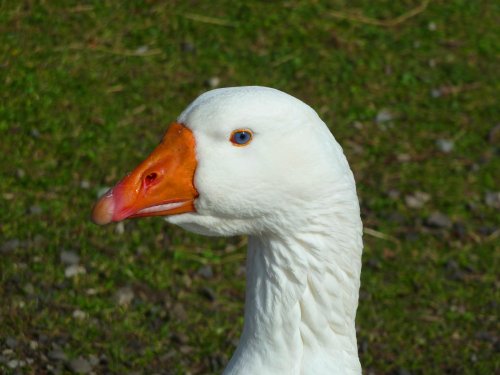 Goose