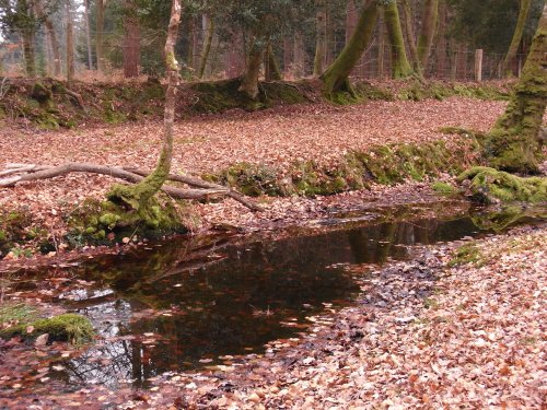 Forest pool