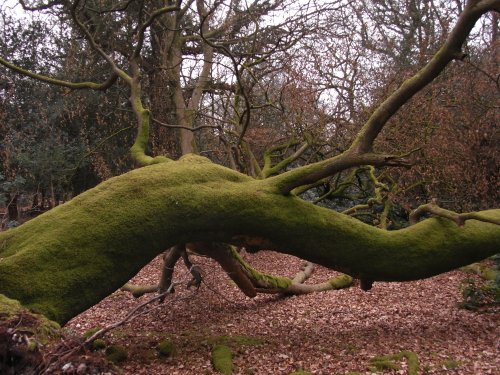 Mossy tree