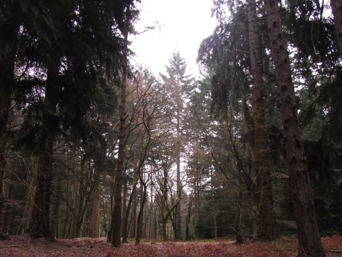 Trees at Rhinefield