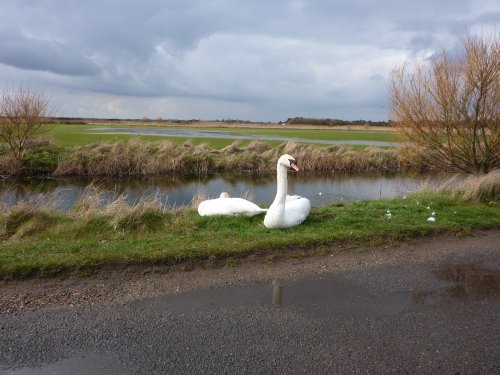 Swans on the marshes