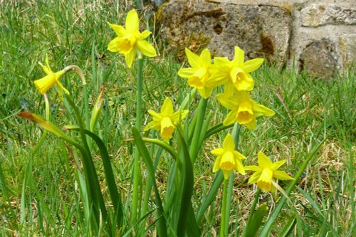 Daffodils