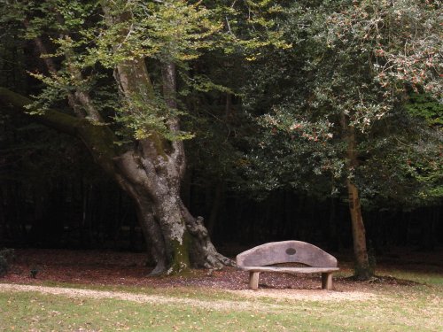 Bench near the Knightwood Oak