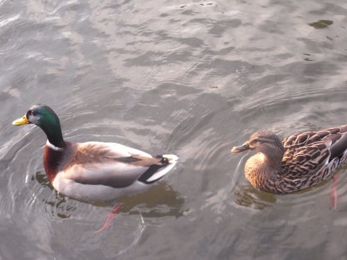 Mallards