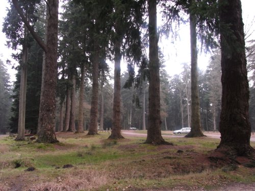 Forest giants on New Years day 2009