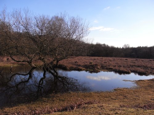 Forest reflections