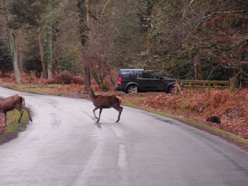 Red Deer crossing