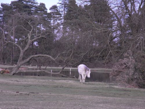 New forest pony