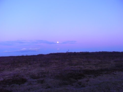 Moon over the forest