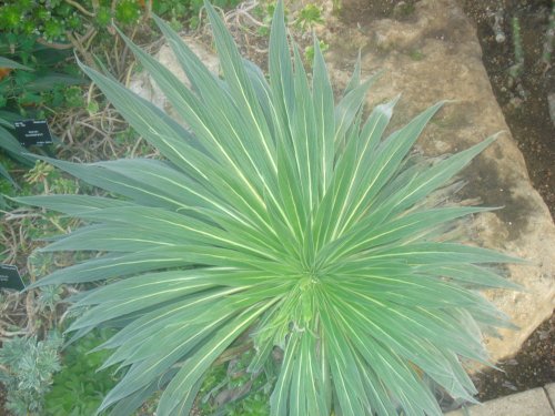 A picture from Princess of Wales Conservatory