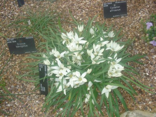 A picture from Princess of Wales Conservatory