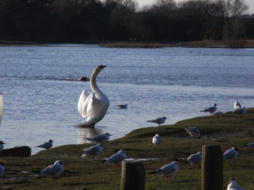 Hatchet pond