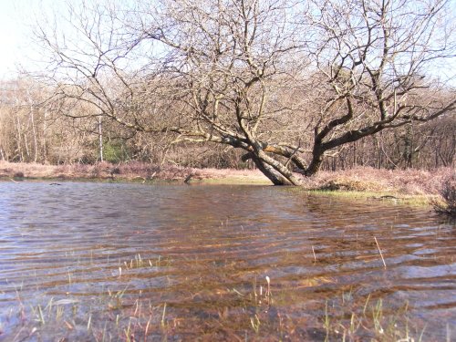 Ripples on the water