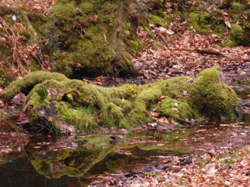 A mossy log