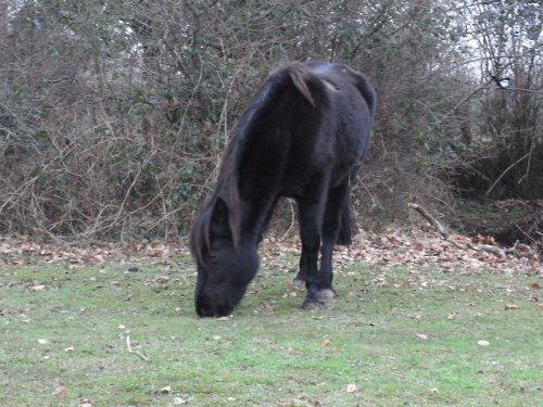 Velvet pony