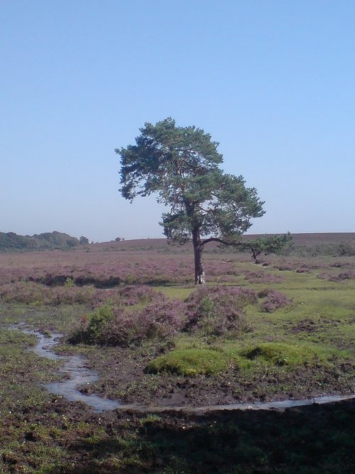 A lonely tree