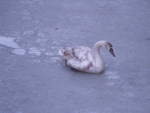 Frozen river Skipton