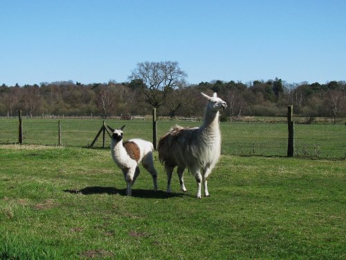 Llamas