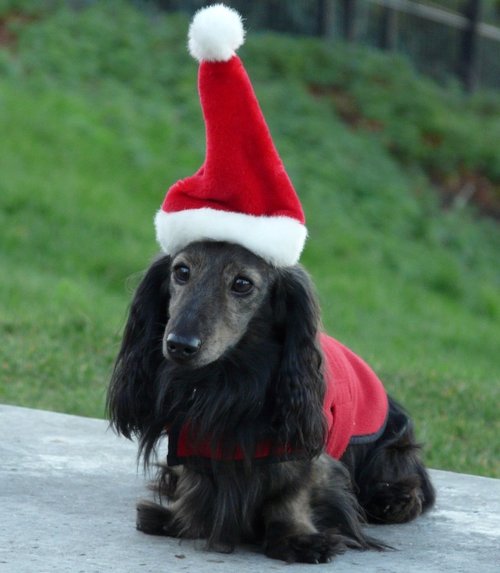 Christmas Doggy in The Park