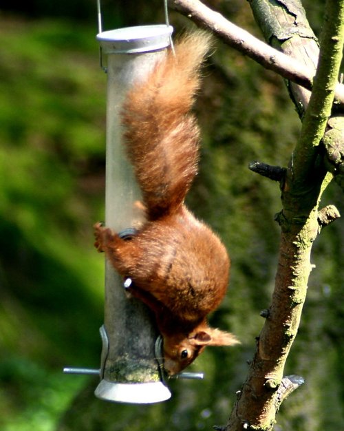 Red Squirrel at Wallington Hall.