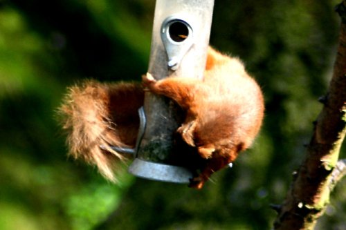 Red Squirrel at Wallington Hall.