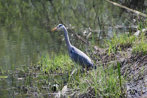 Grey Heron