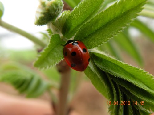 Ladybird