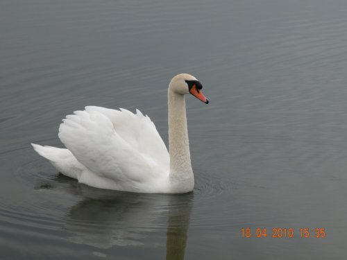 Swan