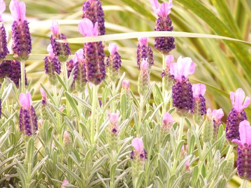 plain lavender