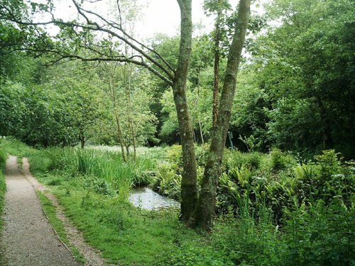 Through the Water Meadow