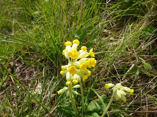 Cowslips growing in a field