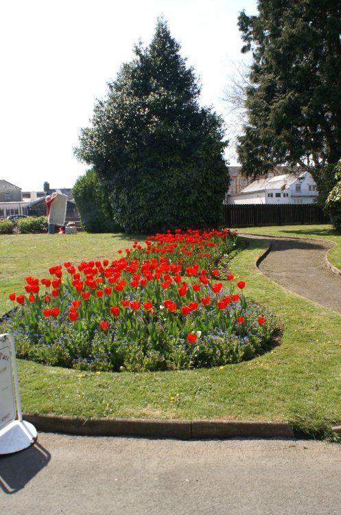 Flowers in the park.