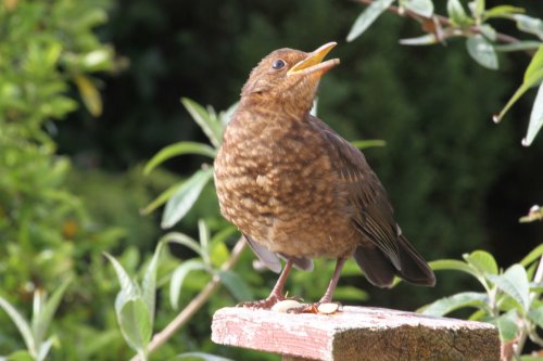 Feeding time